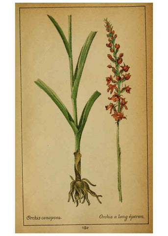 Reproducción/Reproduction 6032239648: Choix de plantes de l'Europe centrale et particulièrement de la Suisse et de la Savoie Genève,F. Richard,1878