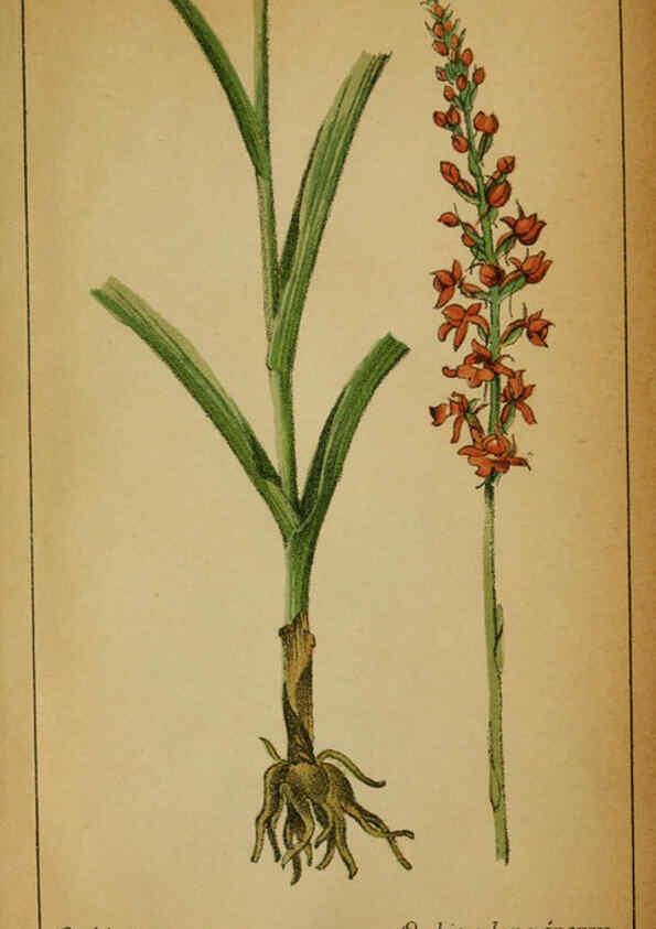 Reproducción/Reproduction 6032239648: Choix de plantes de l'Europe centrale et particulièrement de la Suisse et de la Savoie Genève,F. Richard,1878