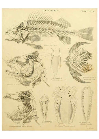 Reproducción/Reproduction 6031716031: An introduction to the natural history of fishes Edinburgh :Adam and Charles Black,1838