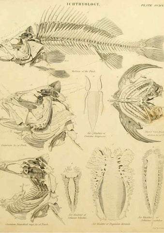 Reproducción/Reproduction 6031716031: An introduction to the natural history of fishes Edinburgh :Adam and Charles Black,1838