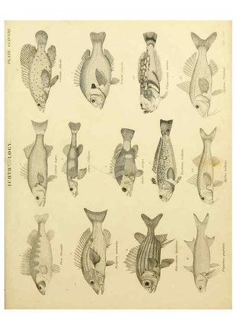 Reproducción/Reproduction 6032274830: An introduction to the natural history of fishes Edinburgh :Adam and Charles Black,1838