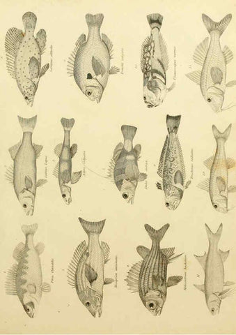 Reproducción/Reproduction 6032274830: An introduction to the natural history of fishes Edinburgh :Adam and Charles Black,1838