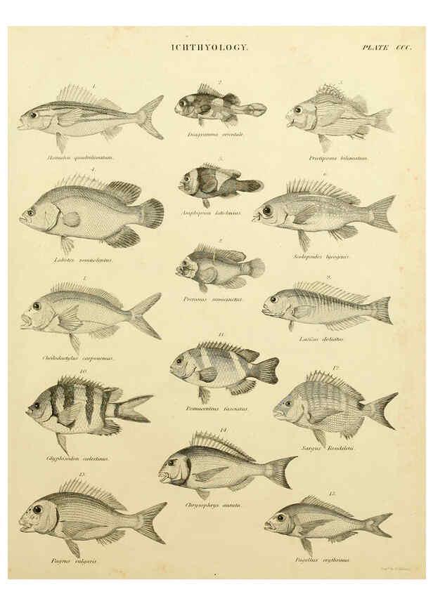 Reproducción/Reproduction 6032275190: An introduction to the natural history of fishes Edinburgh :Adam and Charles Black,1838