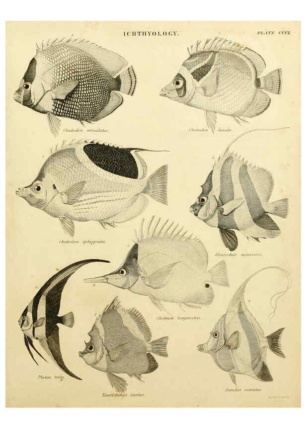 Reproducción/Reproduction 6031716733: An introduction to the natural history of fishes Edinburgh :Adam and Charles Black,1838
