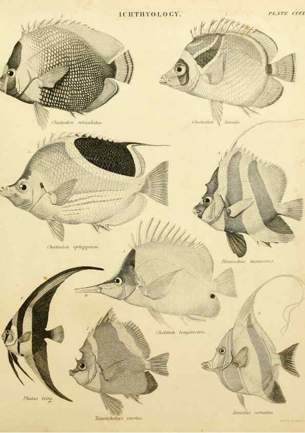 Reproducción/Reproduction 6031716733: An introduction to the natural history of fishes Edinburgh :Adam and Charles Black,1838