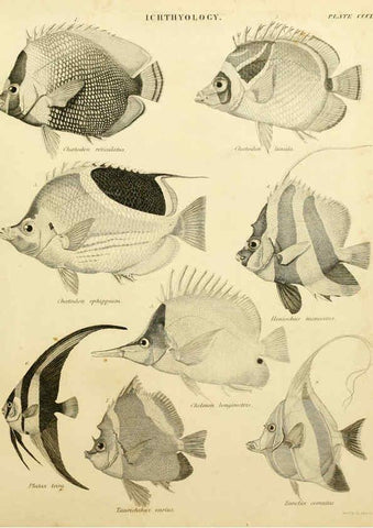 Reproducción/Reproduction 6031716733: An introduction to the natural history of fishes Edinburgh :Adam and Charles Black,1838