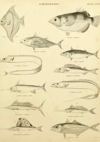 Reproducción/Reproduction 6032275482: An introduction to the natural history of fishes Edinburgh :Adam and Charles Black,1838