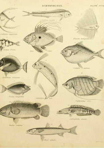 Reproducción/Reproduction 6032275628: An introduction to the natural history of fishes Edinburgh :Adam and Charles Black,1838