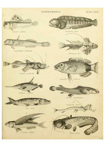 Reproducción/Reproduction 6031717153: An introduction to the natural history of fishes Edinburgh :Adam and Charles Black,1838