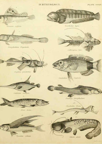 Reproducción/Reproduction 6031717153: An introduction to the natural history of fishes Edinburgh :Adam and Charles Black,1838