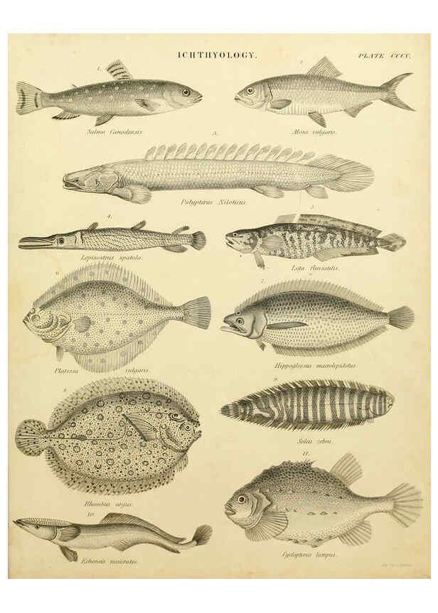 Reproducción/Reproduction 6032275894: An introduction to the natural history of fishes Edinburgh :Adam and Charles Black,1838