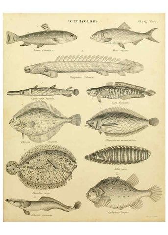 Reproducción/Reproduction 6032275894: An introduction to the natural history of fishes Edinburgh :Adam and Charles Black,1838
