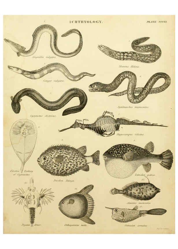 Reproducción/Reproduction 6032276108: An introduction to the natural history of fishes Edinburgh :Adam and Charles Black,1838