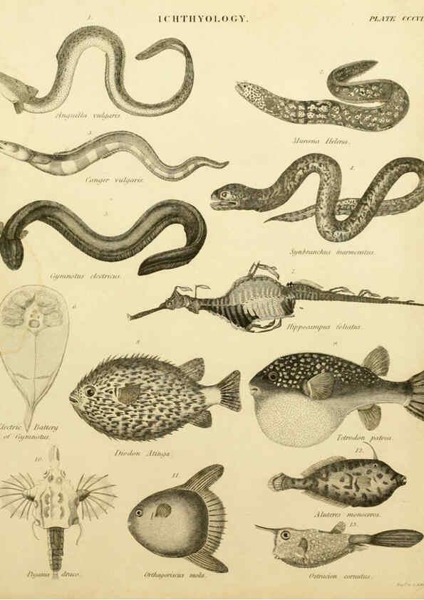 Reproducción/Reproduction 6032276108: An introduction to the natural history of fishes Edinburgh :Adam and Charles Black,1838