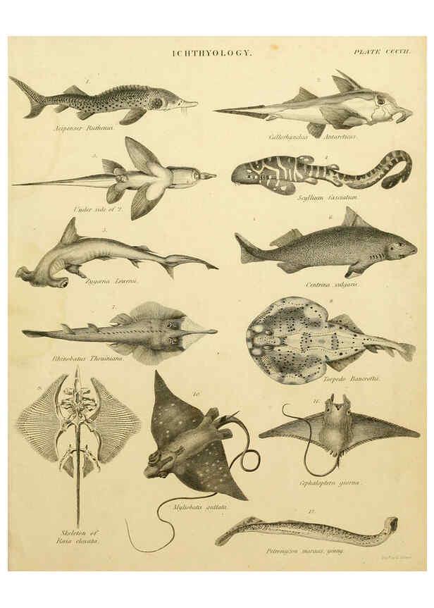 Reproducción/Reproduction 6031717693: An introduction to the natural history of fishes Edinburgh :Adam and Charles Black,1838