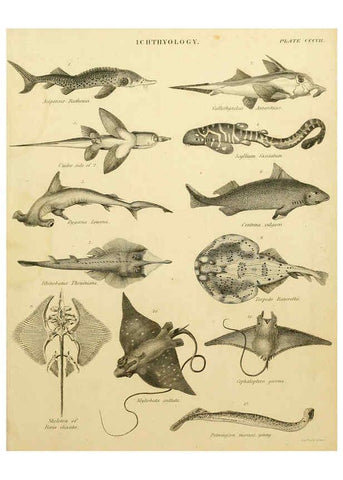 Reproducción/Reproduction 6031717693: An introduction to the natural history of fishes Edinburgh :Adam and Charles Black,1838