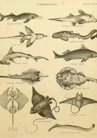 Reproducción/Reproduction 6031717693: An introduction to the natural history of fishes Edinburgh :Adam and Charles Black,1838