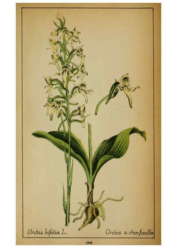 Reproducción/Reproduction 6031680983: Choix de plantes de l'Europe centrale et particulièrement de la Suisse et de la Savoie Genève,F. Richard,1878
