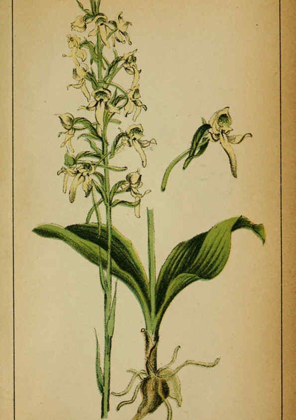Reproducción/Reproduction 6031680983: Choix de plantes de l'Europe centrale et particulièrement de la Suisse et de la Savoie Genève,F. Richard,1878