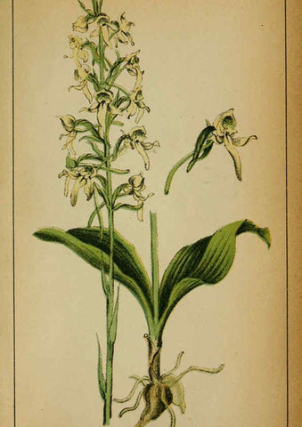 Reproducción/Reproduction 6031680983: Choix de plantes de l'Europe centrale et particulièrement de la Suisse et de la Savoie Genève,F. Richard,1878
