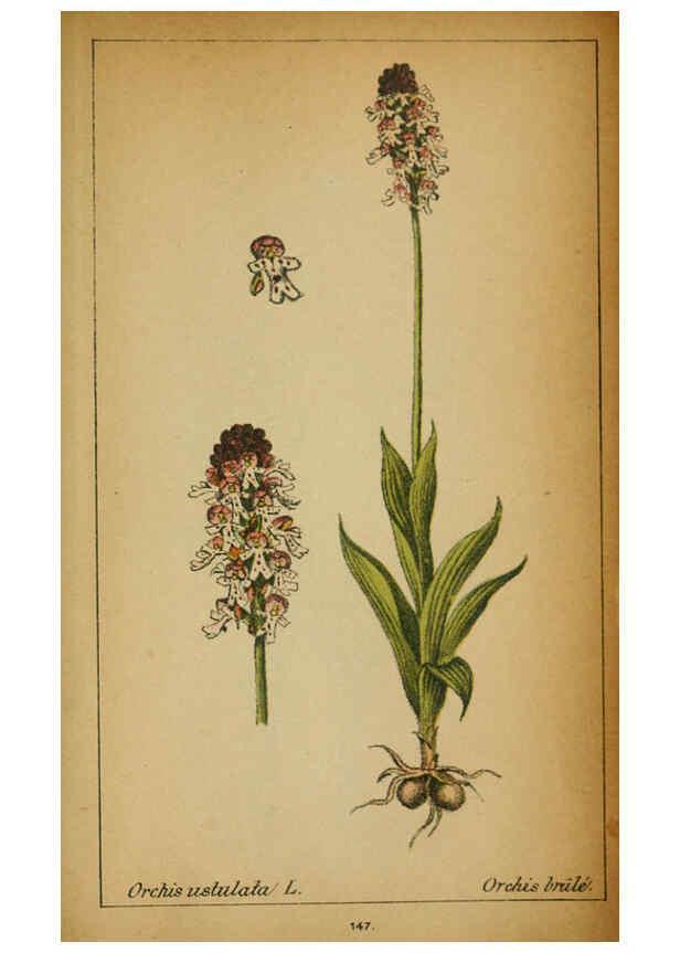 Reproducción/Reproduction 6031680817: Choix de plantes de l'Europe centrale et particulièrement de la Suisse et de la Savoie Genève,F. Richard,1878