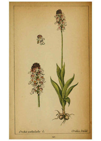 Reproducción/Reproduction 6031680817: Choix de plantes de l'Europe centrale et particulièrement de la Suisse et de la Savoie Genève,F. Richard,1878