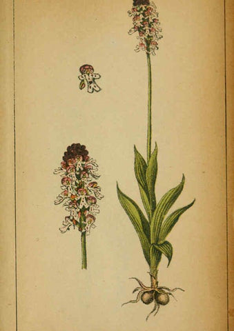 Reproducción/Reproduction 6031680817: Choix de plantes de l'Europe centrale et particulièrement de la Suisse et de la Savoie Genève,F. Richard,1878