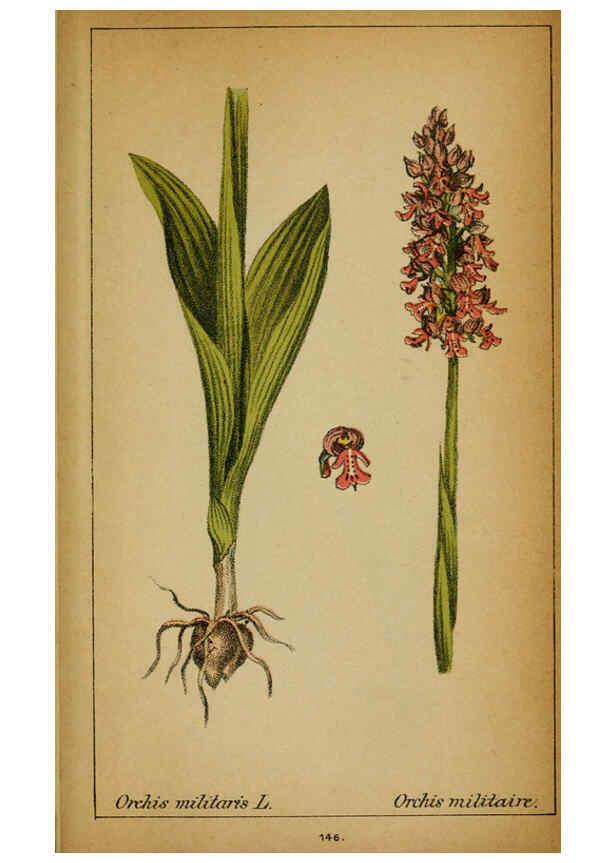 Reproducción/Reproduction 6031680573: Choix de plantes de l'Europe centrale et particulièrement de la Suisse et de la Savoie Genève,F. Richard,1878