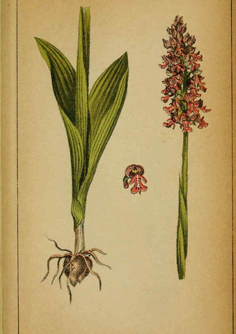 Reproducción/Reproduction 6031680573: Choix de plantes de l'Europe centrale et particulièrement de la Suisse et de la Savoie Genève,F. Richard,1878