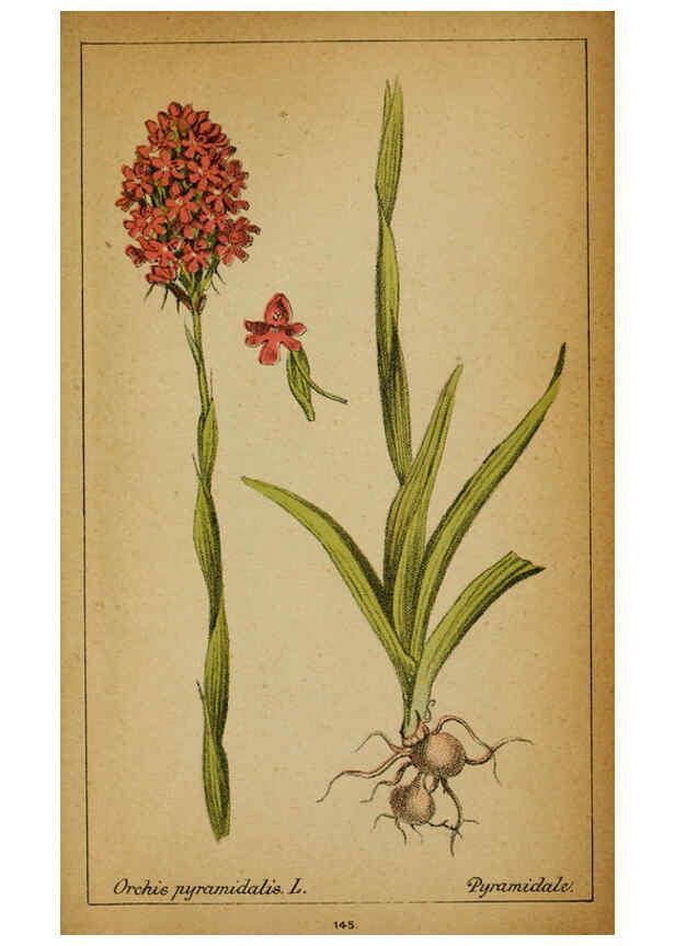 Reproducción/Reproduction 6031680405: Choix de plantes de l'Europe centrale et particulièrement de la Suisse et de la Savoie Genève,F. Richard,1878