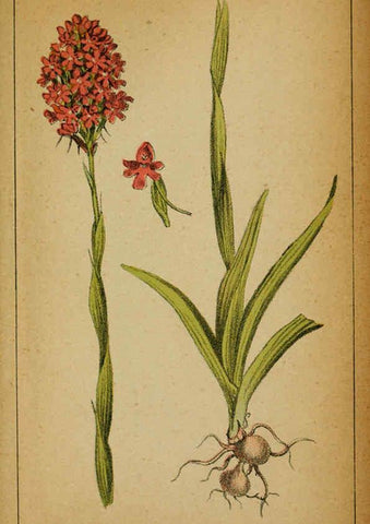 Reproducción/Reproduction 6031680405: Choix de plantes de l'Europe centrale et particulièrement de la Suisse et de la Savoie Genève,F. Richard,1878