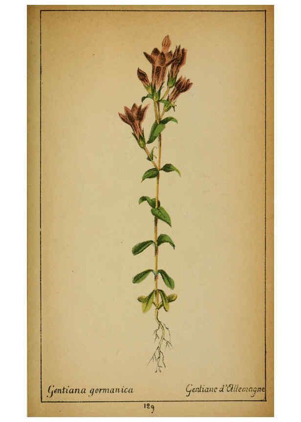 Reproducción/Reproduction 6032235262: Choix de plantes de l'Europe centrale et particulièrement de la Suisse et de la Savoie Genève,F. Richard,1878