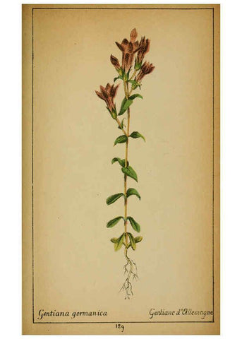 Reproducción/Reproduction 6032235262: Choix de plantes de l'Europe centrale et particulièrement de la Suisse et de la Savoie Genève,F. Richard,1878