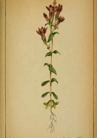 Reproducción/Reproduction 6032235262: Choix de plantes de l'Europe centrale et particulièrement de la Suisse et de la Savoie Genève,F. Richard,1878