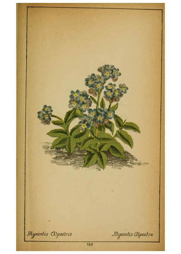 Reproducción/Reproduction 6031677075: Choix de plantes de l'Europe centrale et particulièrement de la Suisse et de la Savoie Genève,F. Richard,1878