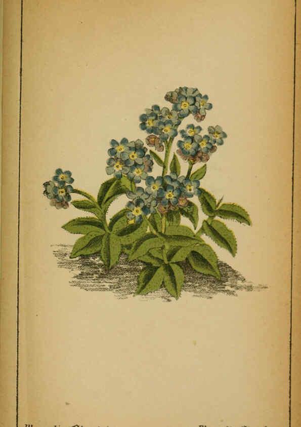 Reproducción/Reproduction 6031677075: Choix de plantes de l'Europe centrale et particulièrement de la Suisse et de la Savoie Genève,F. Richard,1878
