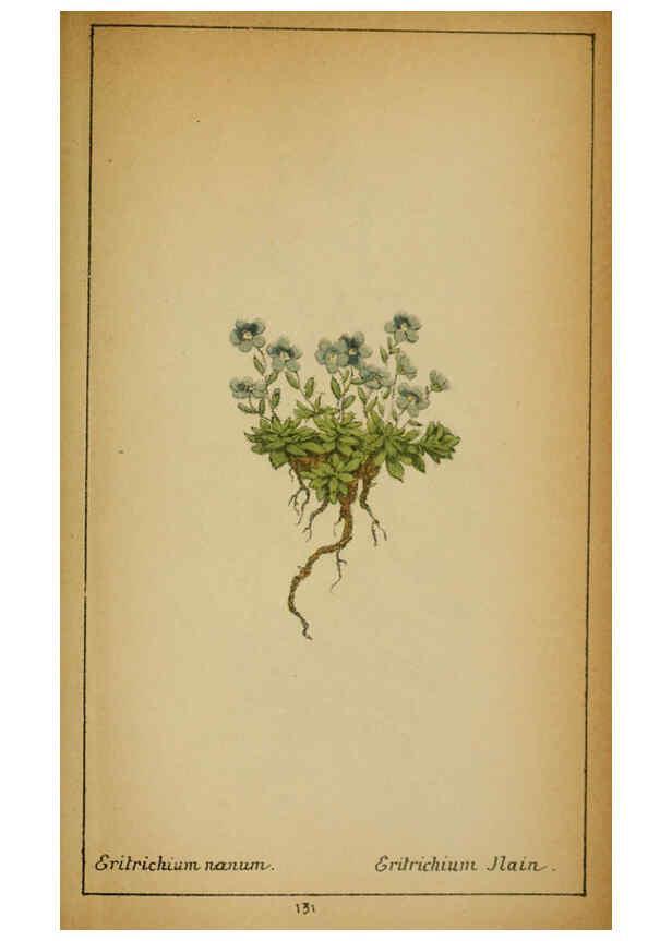 Reproducción/Reproduction 6031677237: Choix de plantes de l'Europe centrale et particulièrement de la Suisse et de la Savoie Genève,F. Richard,1878