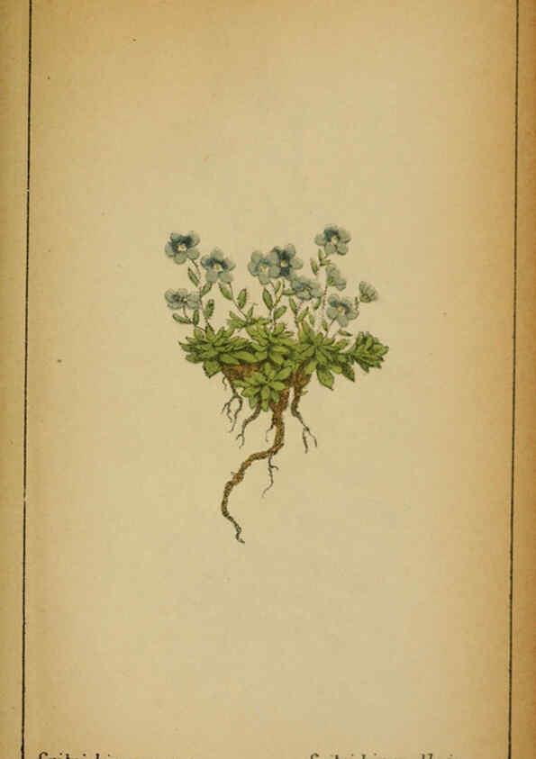 Reproducción/Reproduction 6031677237: Choix de plantes de l'Europe centrale et particulièrement de la Suisse et de la Savoie Genève,F. Richard,1878