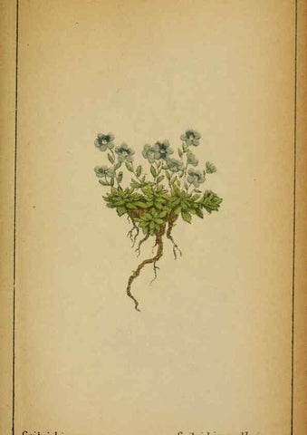 Reproducción/Reproduction 6031677237: Choix de plantes de l'Europe centrale et particulièrement de la Suisse et de la Savoie Genève,F. Richard,1878