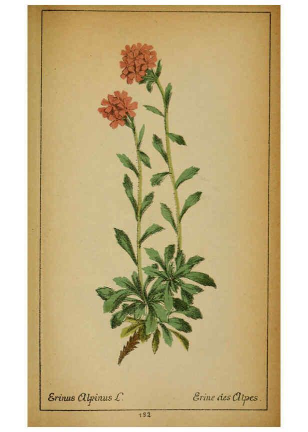 Reproducción/Reproduction 6032235758: Choix de plantes de l'Europe centrale et particulièrement de la Suisse et de la Savoie Genève,F. Richard,1878