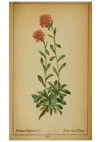 Reproducción/Reproduction 6032235758: Choix de plantes de l'Europe centrale et particulièrement de la Suisse et de la Savoie Genève,F. Richard,1878