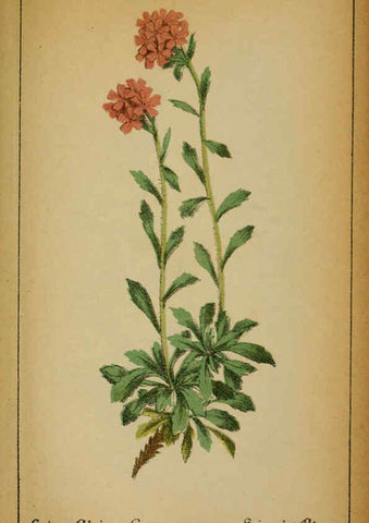 Reproducción/Reproduction 6032235758: Choix de plantes de l'Europe centrale et particulièrement de la Suisse et de la Savoie Genève,F. Richard,1878