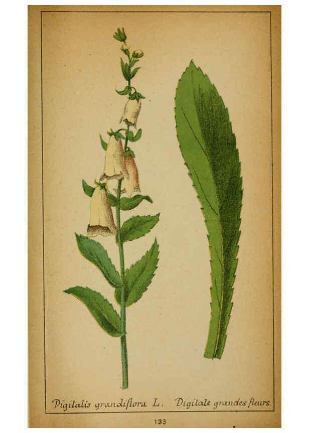 Reproducción/Reproduction 6032235938: Choix de plantes de l'Europe centrale et particulièrement de la Suisse et de la Savoie Genève,F. Richard,1878
