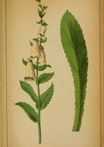 Reproducción/Reproduction 6032235938: Choix de plantes de l'Europe centrale et particulièrement de la Suisse et de la Savoie Genève,F. Richard,1878