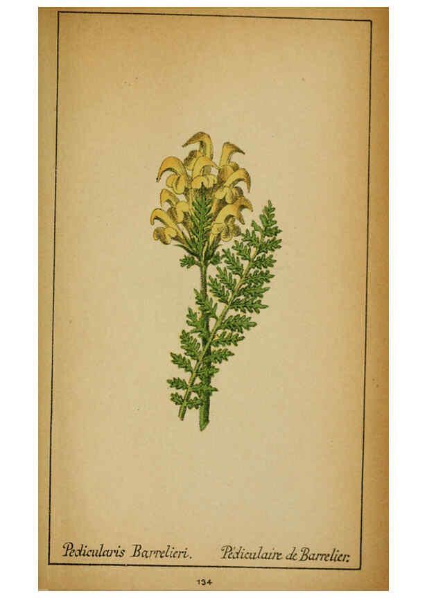 Reproducción/Reproduction 6032236110: Choix de plantes de l'Europe centrale et particulièrement de la Suisse et de la Savoie Genève,F. Richard,1878