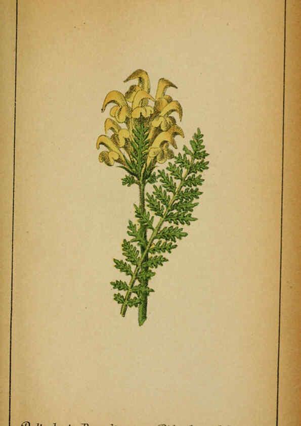 Reproducción/Reproduction 6032236110: Choix de plantes de l'Europe centrale et particulièrement de la Suisse et de la Savoie Genève,F. Richard,1878