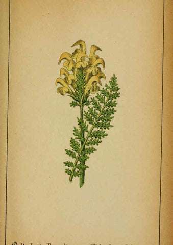 Reproducción/Reproduction 6032236110: Choix de plantes de l'Europe centrale et particulièrement de la Suisse et de la Savoie Genève,F. Richard,1878