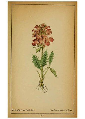 Reproducción/Reproduction 6031678007: Choix de plantes de l'Europe centrale et particulièrement de la Suisse et de la Savoie Genève,F. Richard,1878