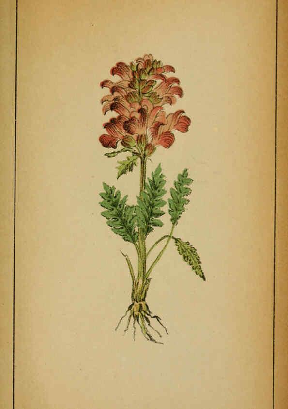 Reproducción/Reproduction 6031678007: Choix de plantes de l'Europe centrale et particulièrement de la Suisse et de la Savoie Genève,F. Richard,1878