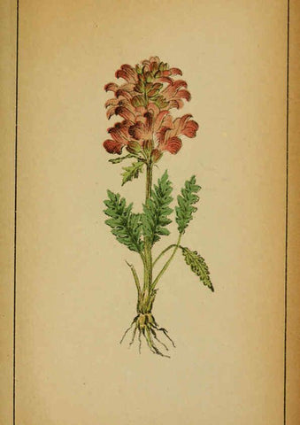 Reproducción/Reproduction 6031678007: Choix de plantes de l'Europe centrale et particulièrement de la Suisse et de la Savoie Genève,F. Richard,1878